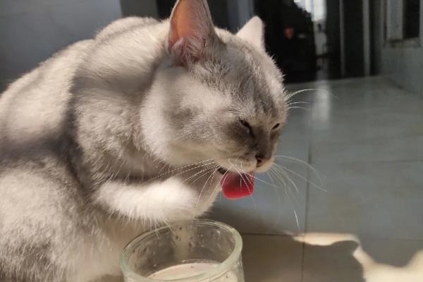 猫咪尿黄的原因,可能是饮水量不足所致