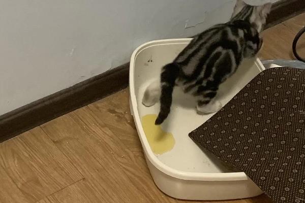 猫咪尿黄的原因,可能是饮水量不足所致