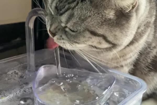 猫咪尿黄的原因,可能是饮水量不足所致