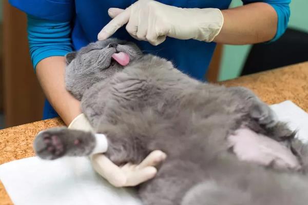 猫咪尿黄的原因,可能是饮水量不足所致