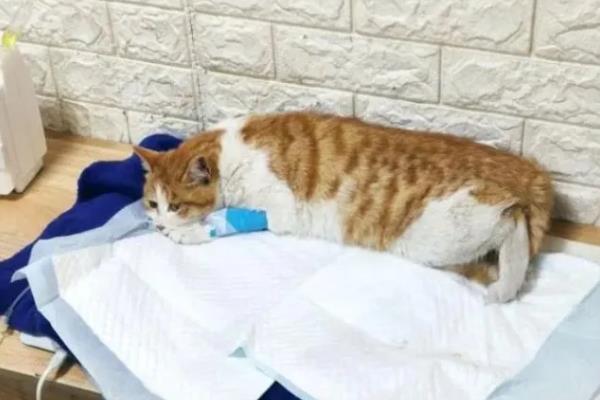 猫咪尿黄的原因,可能是饮水量不足所致