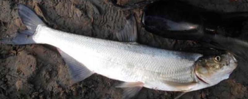 翘嘴鱼能长多大，最大可达10-15千克