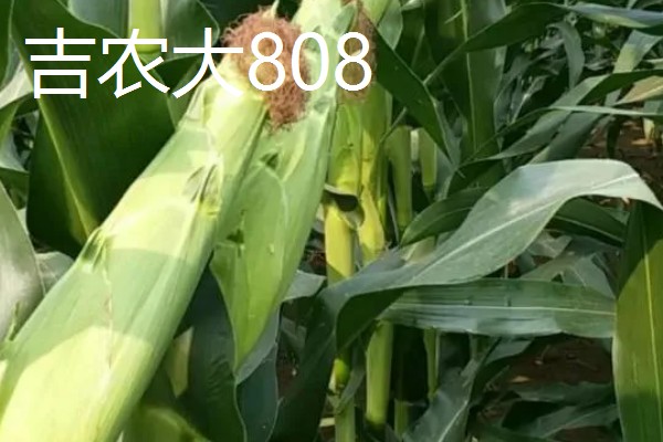 哪些玉米适合在吉林省种植，吉农大808、吉农大511等品种均可选择