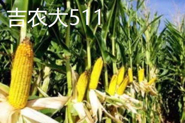 哪些玉米适合在吉林省种植，吉农大808、吉农大511等品种均可选择