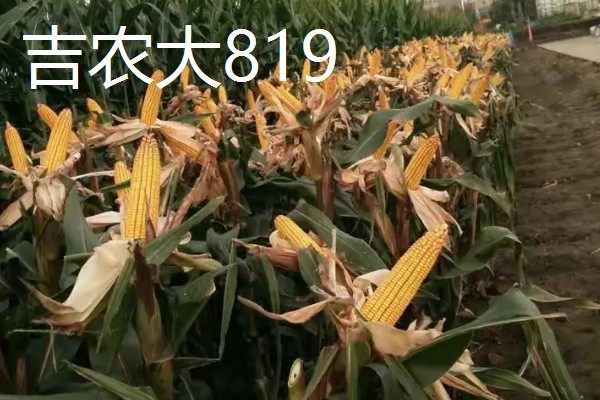 哪些玉米适合在吉林省种植，吉农大808、吉农大511等品种均可选择