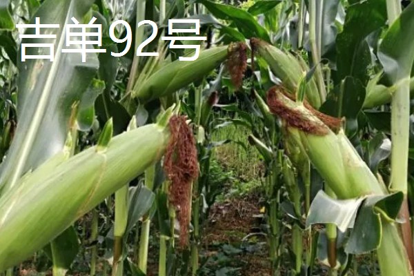 哪些玉米适合在吉林省种植，吉农大808、吉农大511等品种均可选择