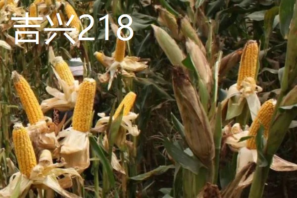 哪些玉米适合在吉林省种植，吉农大808、吉农大511等品种均可选择
