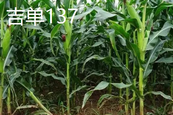 哪些玉米适合在吉林省种植，吉农大808、吉农大511等品种均可选择