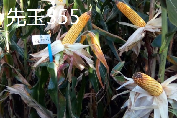 哪些玉米适合在吉林省种植，吉农大808、吉农大511等品种均可选择