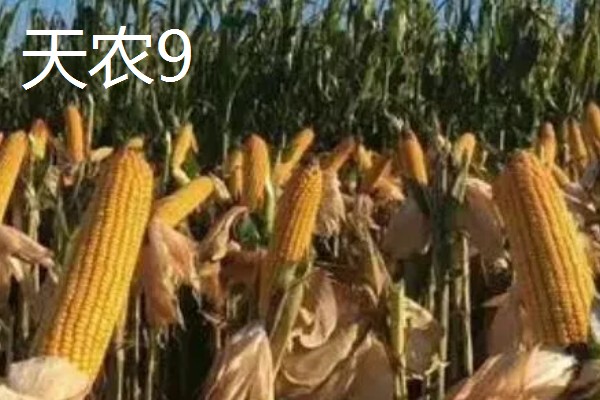 哪些玉米适合在吉林省种植，吉农大808、吉农大511等品种均可选择