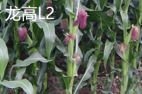 哪些玉米适合在吉林省种植，吉农大808、吉农大511等品种均可选择