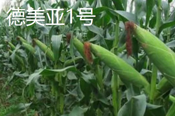 哪些玉米适合在吉林省种植，吉农大808、吉农大511等品种均可选择