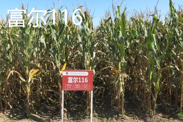 哪些玉米适合在吉林省种植，吉农大808、吉农大511等品种均可选择