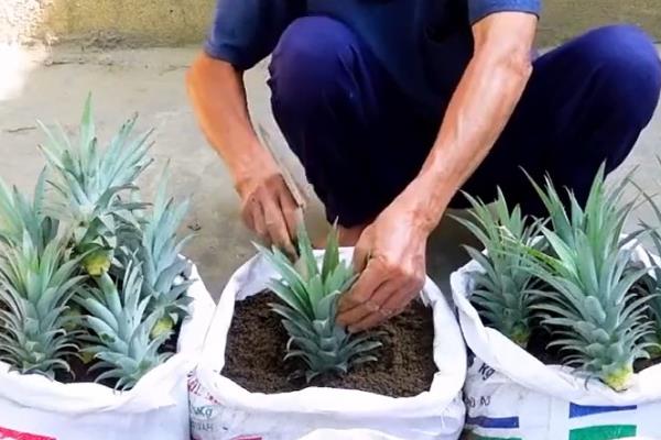 菠萝长在哪里，是生长在莲座状叶丛中