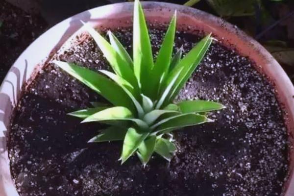 菠萝长在哪里，是生长在莲座状叶丛中