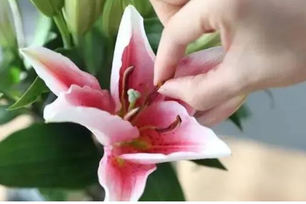 水养百合花要去掉花蕊的原因，可以保持花朵美观、延长花期