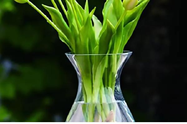 水养百合花要去掉花蕊的原因，可以保持花朵美观、延长花期