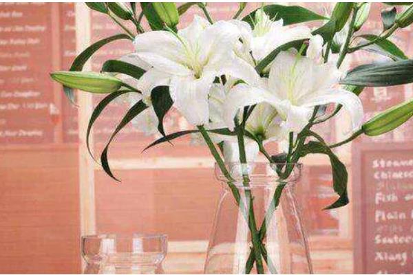 水养百合花要去掉花蕊的原因，可以保持花朵美观、延长花期