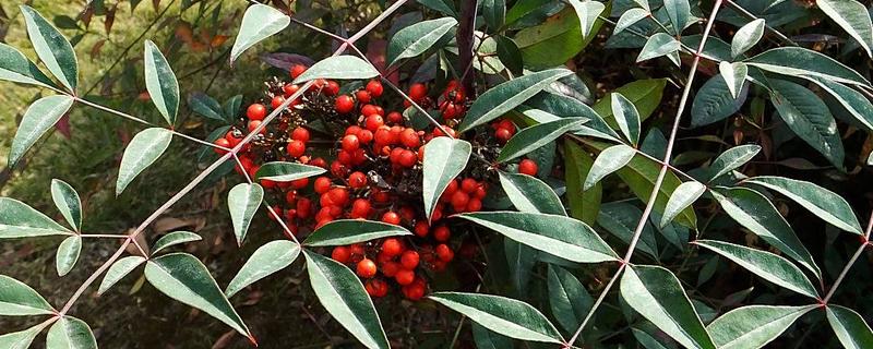 吴茱萸的高产要点，追肥时使用农家肥