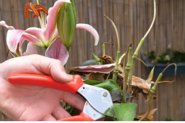 水养百合花要去掉花蕊的原因，可以保持花朵美观、延长花期