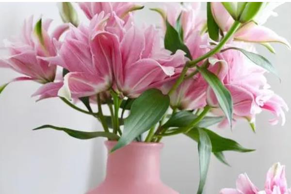 水养百合花要去掉花蕊的原因，可以保持花朵美观、延长花期