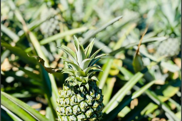 菠萝长在哪里，是生长在莲座状叶丛中