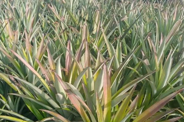 菠萝长在哪里，是生长在莲座状叶丛中