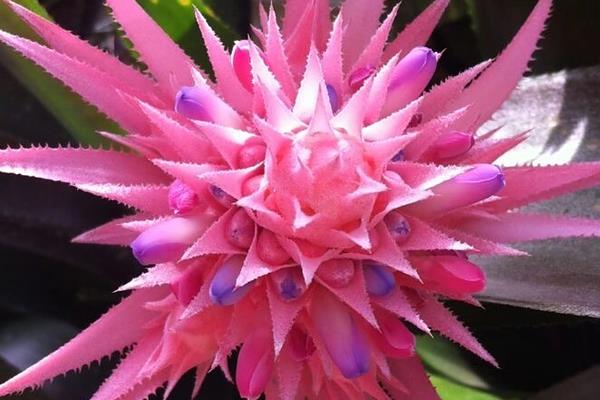 菠萝长在哪里，是生长在莲座状叶丛中