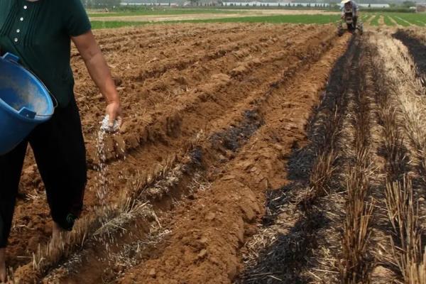 怎么给花生施肥，苗期可追施尿素和过磷酸钙
