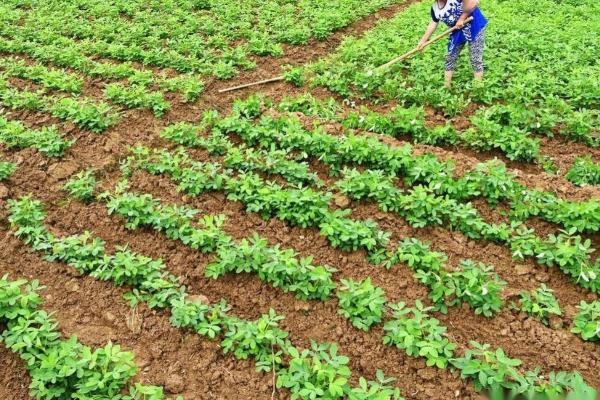 怎么给花生施肥，苗期可追施尿素和过磷酸钙