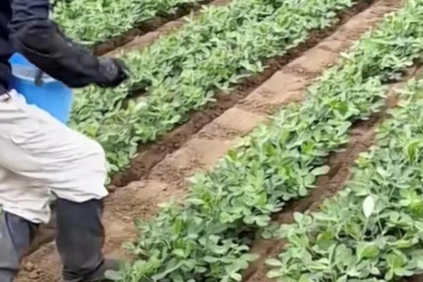 怎么给花生施肥，苗期可追施尿素和过磷酸钙