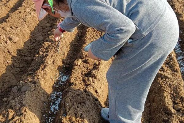 怎么给花生施肥，苗期可追施尿素和过磷酸钙