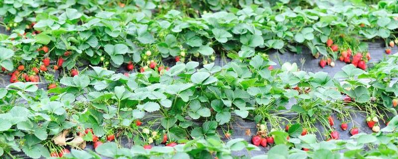 草莓是哪个季节的水果，在6-8月份左右成熟采收