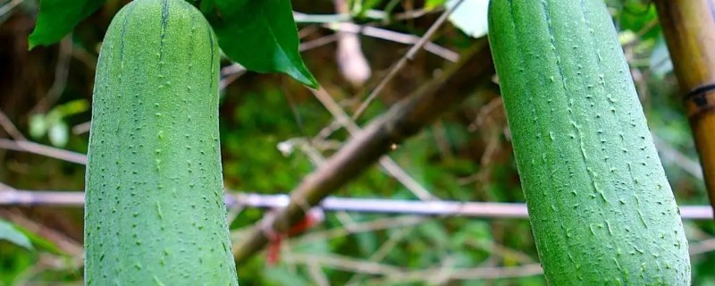 丝瓜如何种植，全年都可以种植