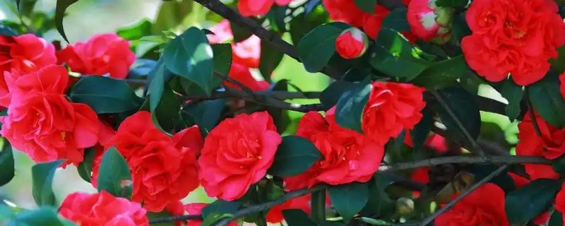 山茶花冬天会冻死吗，可能会冻死