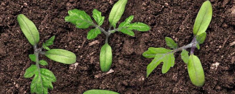 番茄苗被风吹倒了怎么处理，要扶起培土