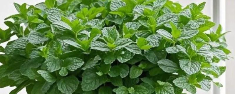薄荷的生长习性，喜光耐低温