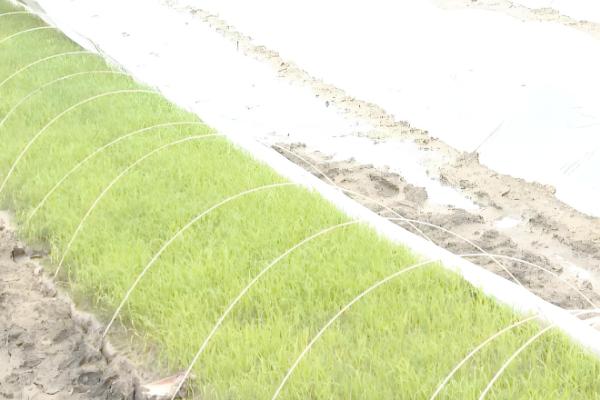 水稻怎么管理，插秧15天后要撒施复混肥