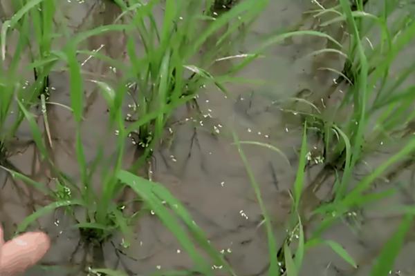 水稻怎么管理，插秧15天后要撒施复混肥