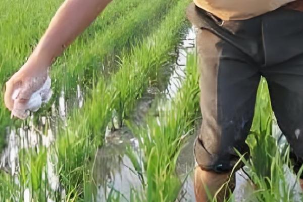 水稻怎么管理，插秧15天后要撒施复混肥