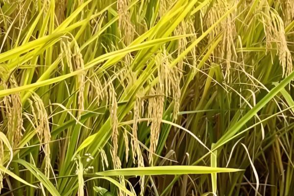 水稻怎么管理，插秧15天后要撒施复混肥