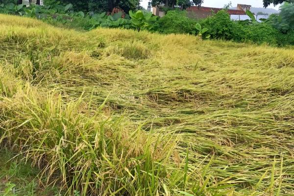 水稻怎么管理，插秧15天后要撒施复混肥