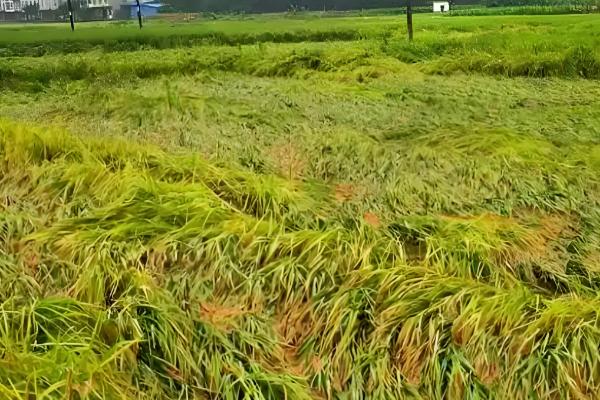 水稻怎么管理，插秧15天后要撒施复混肥