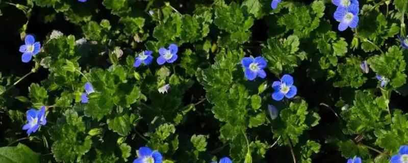 阿拉伯婆婆纳的寓意,寓意健康