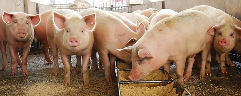 一个多月的小猪不吃食怎么处理，更换优质饲料