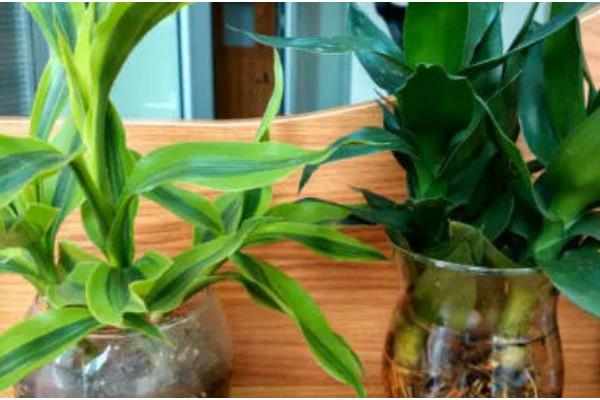 家养富贵竹摆在哪里,书房、厨房等地方都很合适