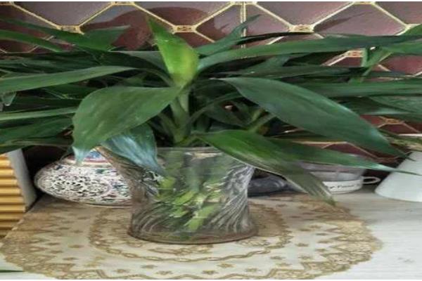 家养富贵竹摆在哪里,书房、厨房等地方都很合适