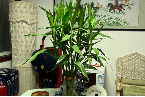 家养富贵竹摆在哪里,书房、厨房等地方都很合适
