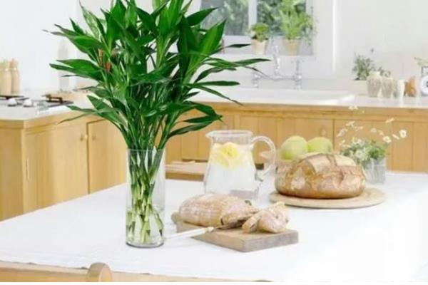家养富贵竹摆在哪里,书房、厨房等地方都很合适