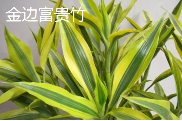 家养富贵竹摆在哪里,书房、厨房等地方都很合适